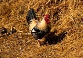 chicken
