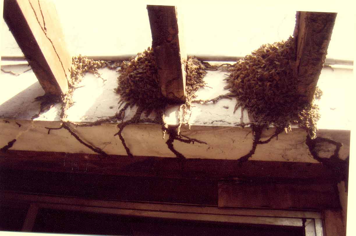 termite mudtubes in ceiling