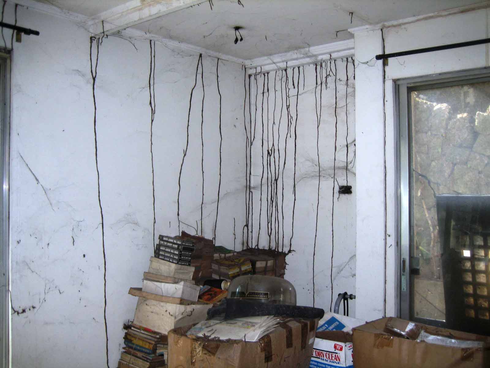 termite mudtubes inside an office