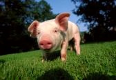 piglet
